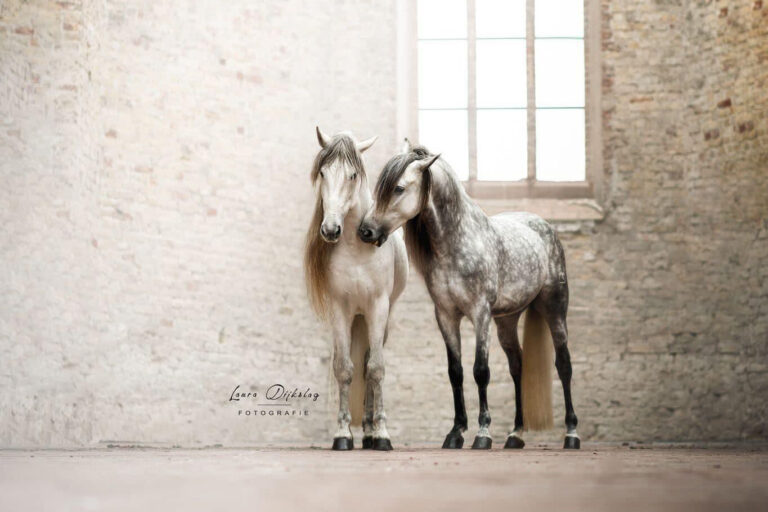 26-02-2023 Paard poseren in de kerk (VOL)